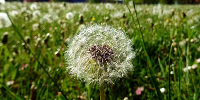Pampeliška v nesekané trávě.