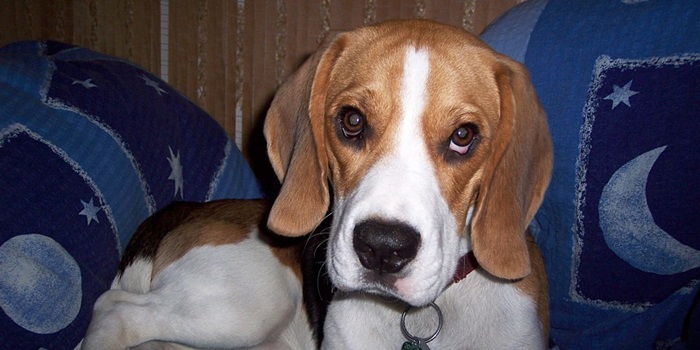 Foto psa Ben - Bígl / Beagle