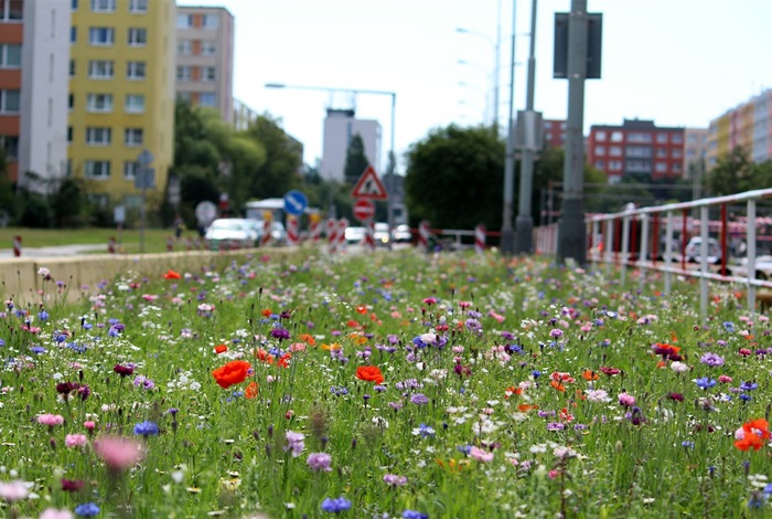 Květnatá louka v Novodvorské ulici - Městská část Praha 4 v souladu s nově nastavenou politikou péče o zeleň a zvyšováním biodiverzity ve městech na jaře pokusně vysela květnatou louku ve středovém pásu komunikační zeleně v ulici Novodvorská od OC Plaza až po ulici Vavřenova. Tomuto kroku předcházelo loňské složité vyjednávání o výpůjčce pozemků od Technické správy komunikací, která měla jiné priority. 