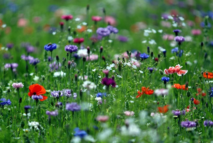 Květnatá louka v Novodvorské ulici - Městská část Praha 4 v souladu s nově nastavenou politikou péče o zeleň a zvyšováním biodiverzity ve městech na jaře pokusně vysela květnatou louku ve středovém pásu komunikační zeleně v ulici Novodvorská od OC Plaza až po ulici Vavřenova. Tomuto kroku předcházelo loňské složité vyjednávání o výpůjčce pozemků od Technické správy komunikací, která měla jiné priority. 