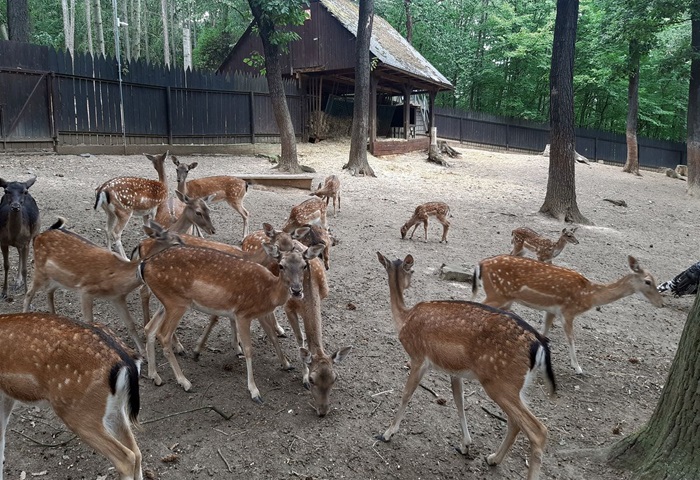 V závěru letních prázdnin se uskutečnil v rámci projektu „Žijeme na čtyřce společně 2020“ příměstský tábor pro starší děti od 11 let. Ve dnech od 24. do 28. srpna 2020 se jeho účastníci zapojili do filmového workshopu, lekce akrojógy či vzdělávacího programu na Vyšehradě. Realizátorem této aktivity byla nezisková organizace In Báze a spolupořadatelem pak MČ Praha 4. Celý projekt je spolufinancován Ministerstvem vnitra ČR v rámci aktivit na podporu integrace cizinců v majoritní společnosti.