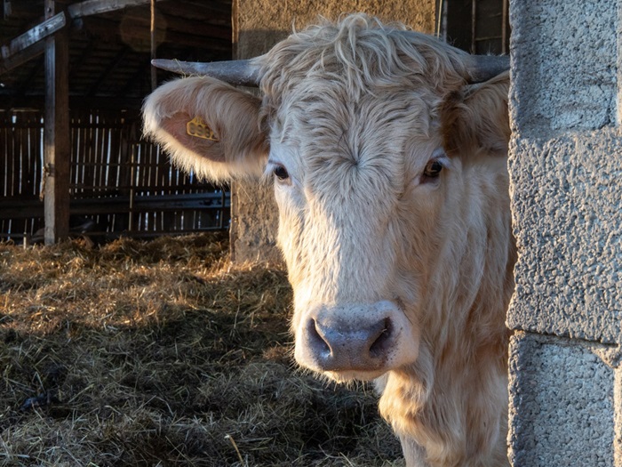Nařízení Státní veterinární správy v souvislosti s šířením slintavky a kulhavky - ilustrační foto (zdroj SVS)