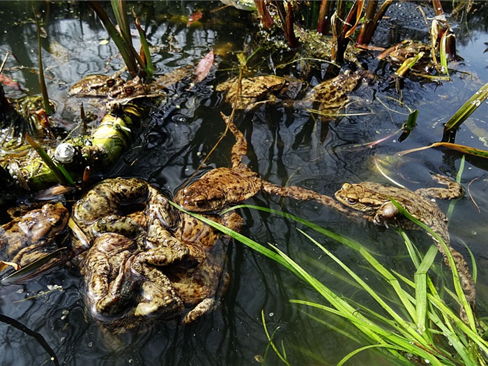 žába žáby páření ropucha jezírko
