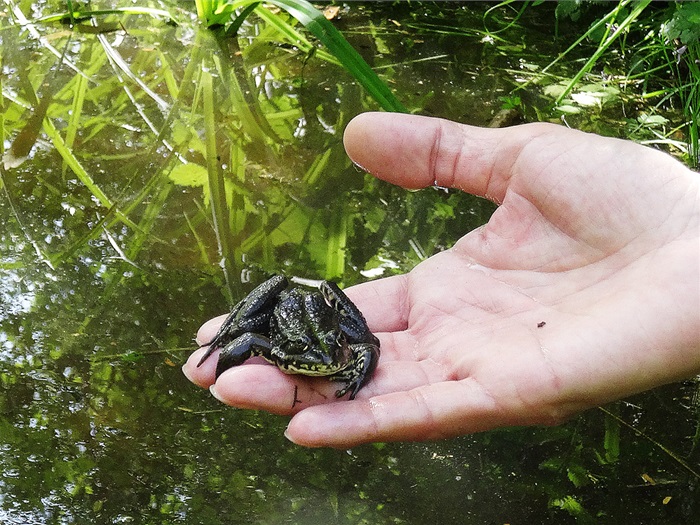 žába žáby migrace jaro přenášení ropucha skokan