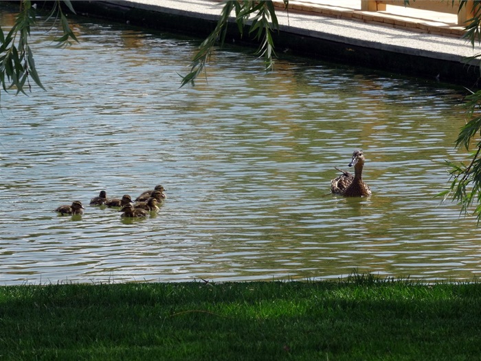 Kachna s káčaty v prostřední nádrži biotopu 21. června 2018. Kachna s káčaty v prostřední nádrži biotopu 21. června 2018.