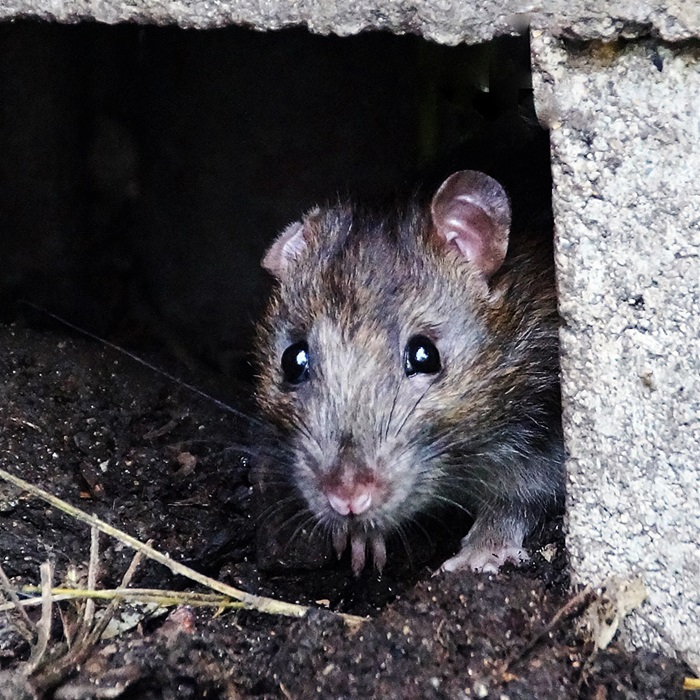 myš potkan deratizace plošná ilustrační foto PixBay